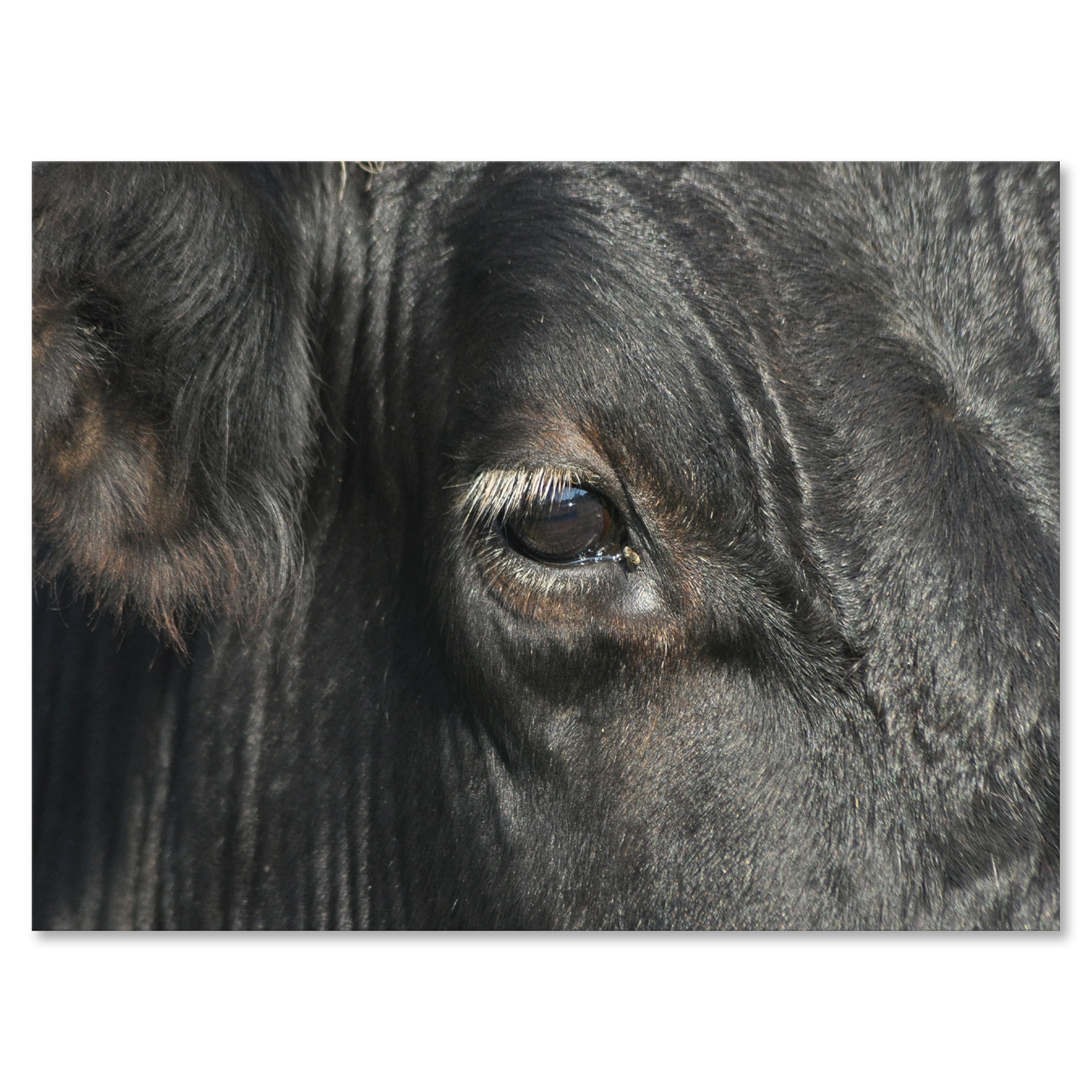 Designart ' Close-Up Of Cow Eye ' Farmhouse Canvas Wall Art Print