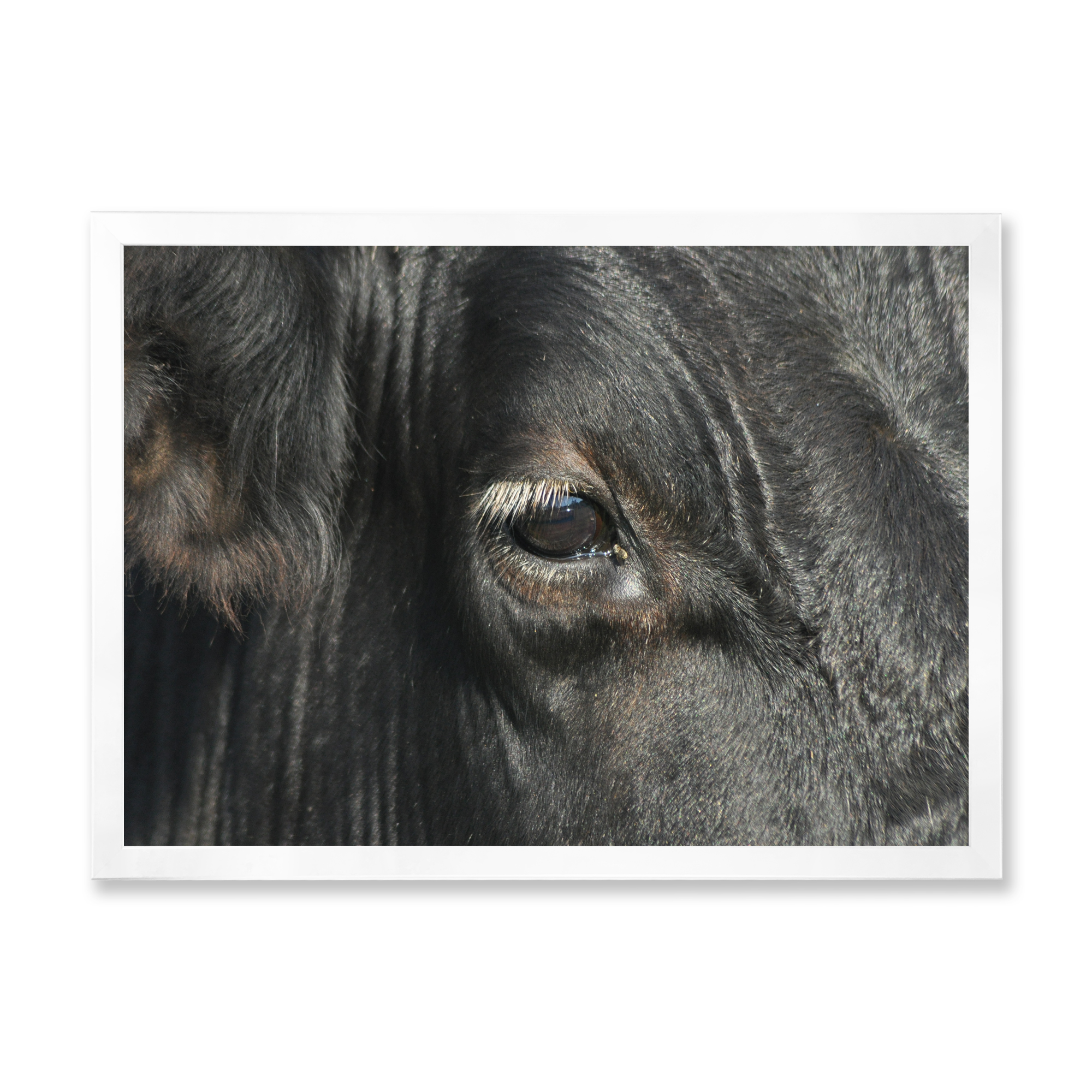 Designart 'Close-Up Of Cow Eye' Farmhouse Framed Art Print