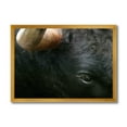 thumbnail image 1 of Designart 'Close-Up Of Eye Fighting Bull Head ' Farmhouse Framed Art Print, 1 of 1