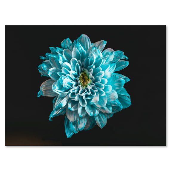 Designart ' Close Up Of Flower With White and Blue Petals ' Traditional Canvas Wall Art Print