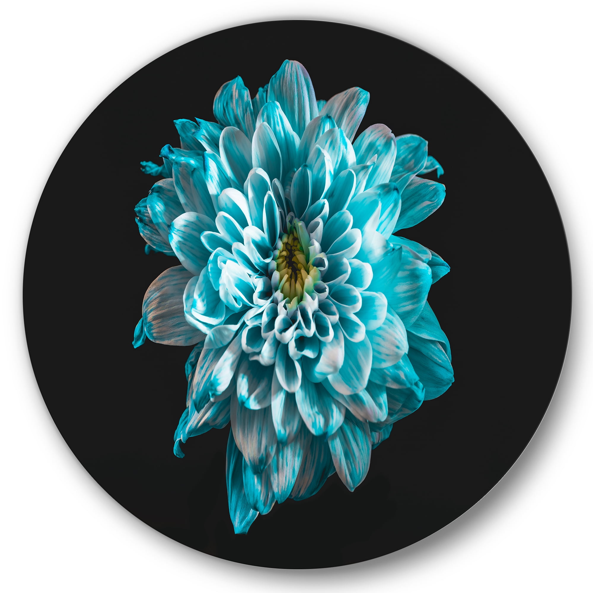 Designart 'Close Up Of Flower With White and Blue Petals' Traditional Circle Metal Wall Art 11x11 - Disc of 11