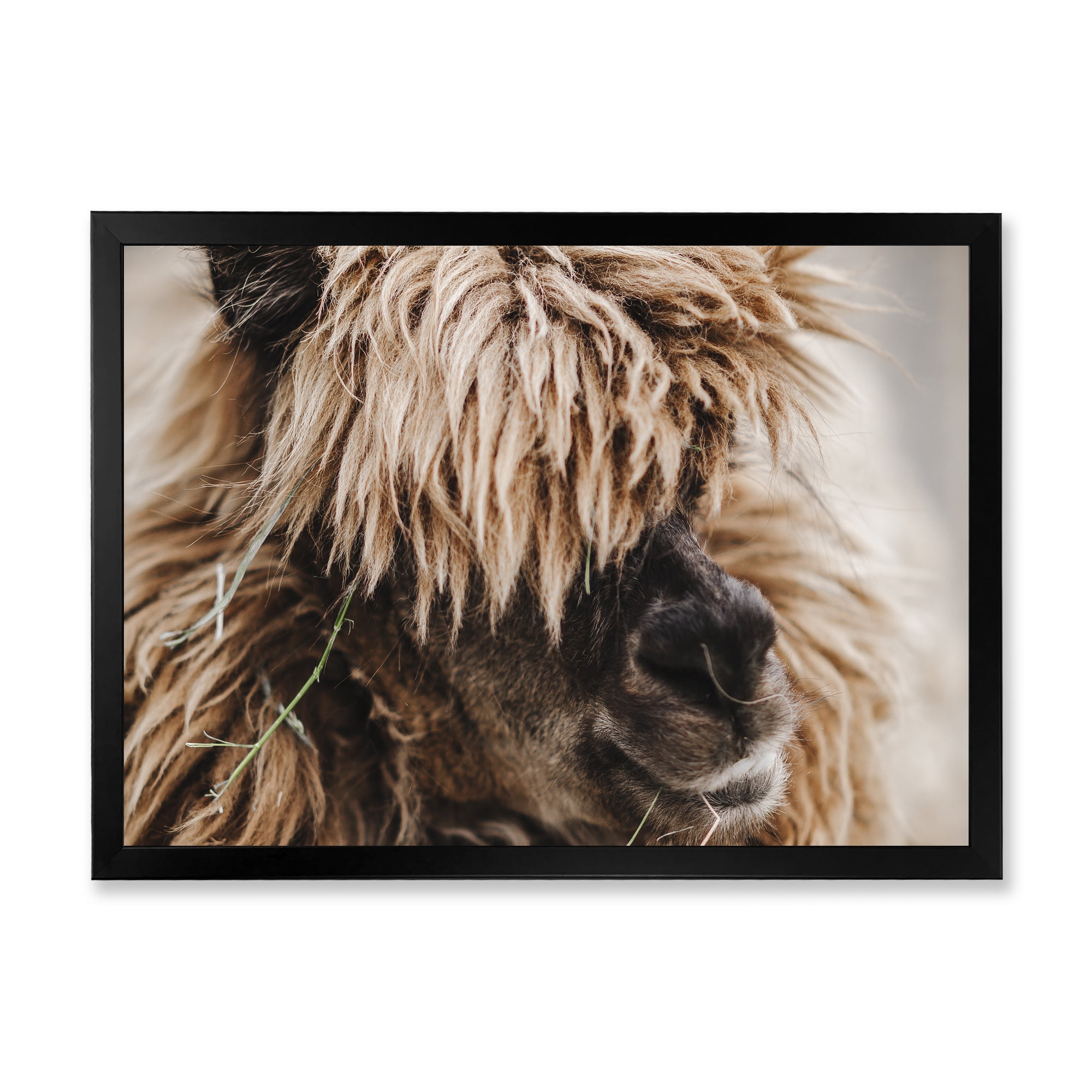 Designart 'Close Up Of Fluffy Curly Alpaca' Farmhouse Framed Art Print