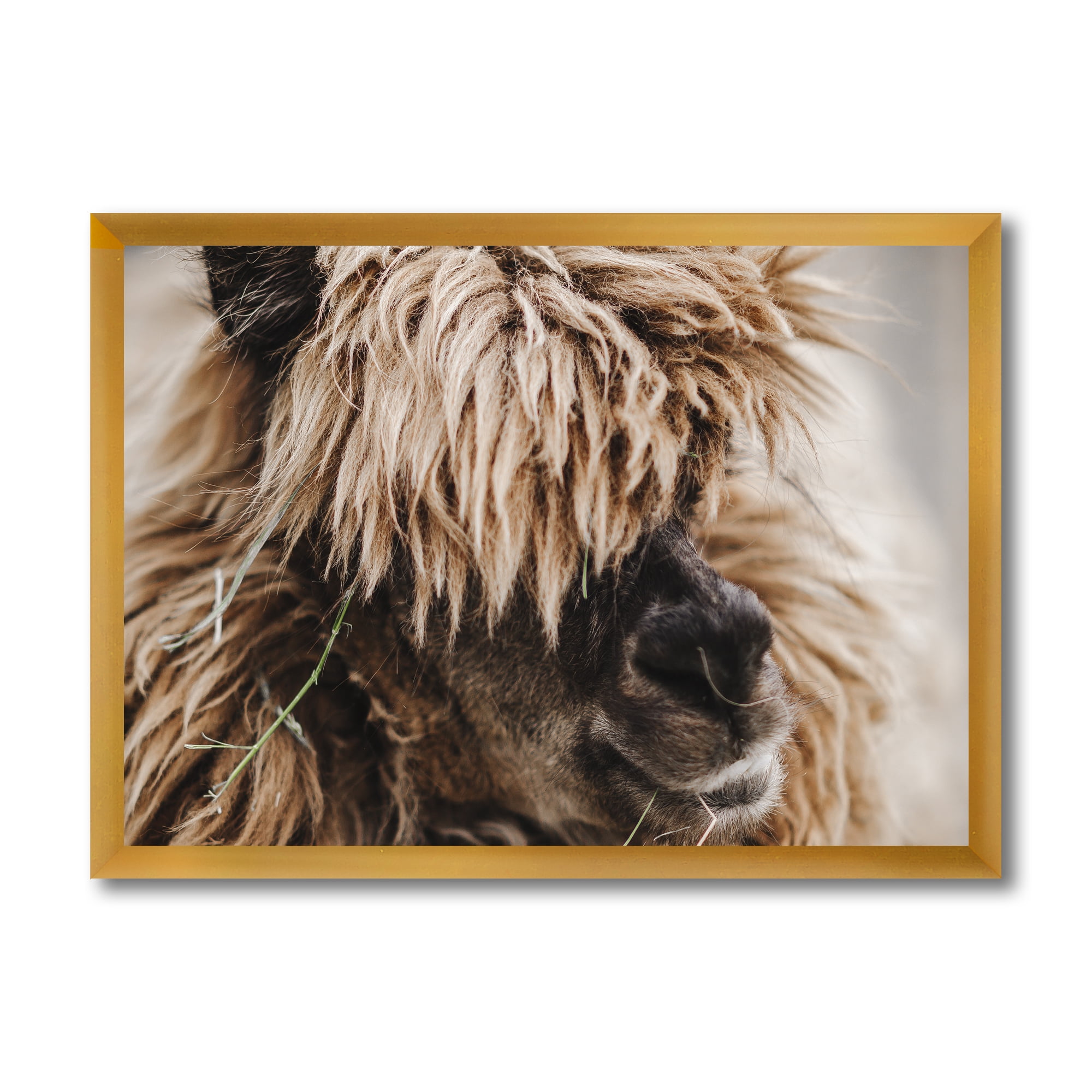 Designart 'Close Up Of Fluffy Curly Alpaca' Farmhouse Framed Art Print