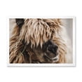 thumbnail image 1 of Designart 'Close Up Of Fluffy Curly Alpaca' Farmhouse Framed Art Print, 1 of 4