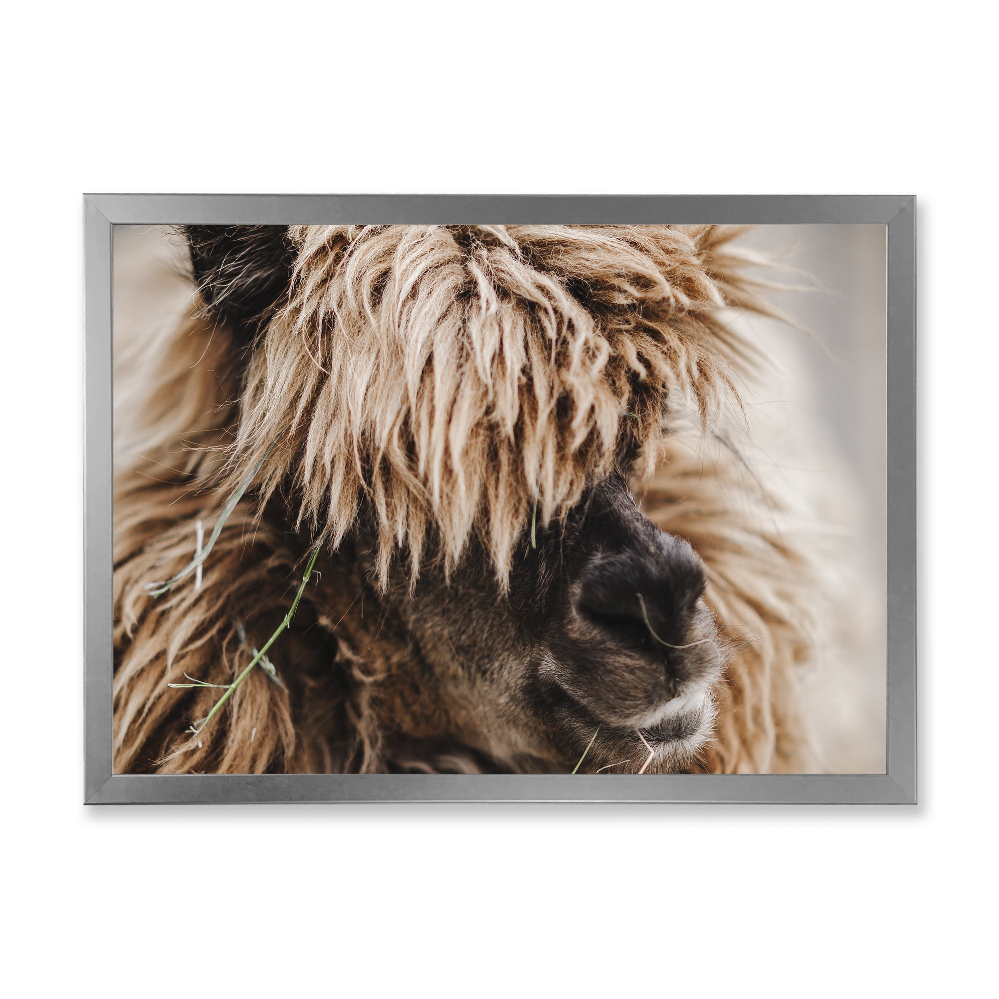 Designart 'Close Up Of Fluffy Curly Alpaca' Farmhouse Framed Art Print