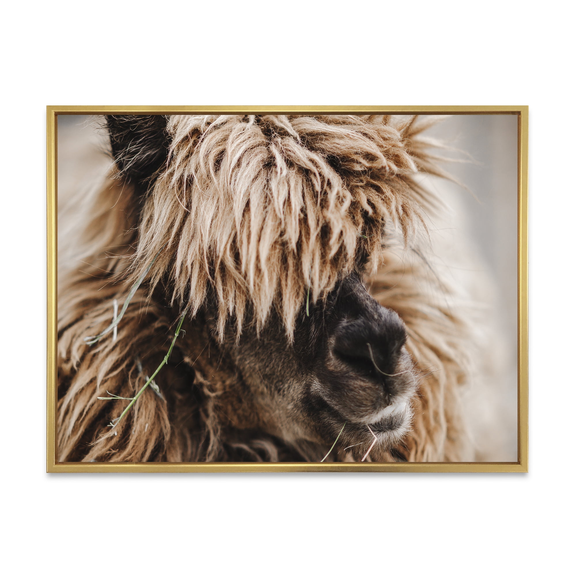 Designart 'Close Up Of Fluffy Curly Alpaca' Farmhouse Framed Canvas Wall Art Print