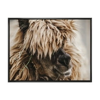 Designart 'Close Up Of Fluffy Curly Alpaca' Farmhouse Framed Canvas Wall Art Print