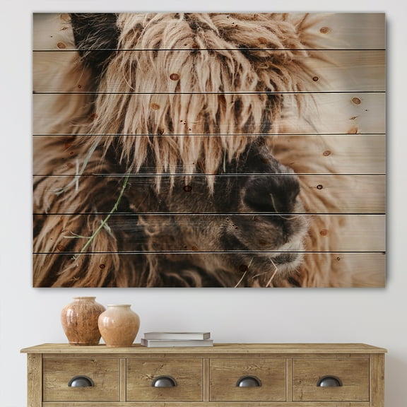 Designart 'Close Up Of Fluffy Curly Alpaca' Farmhouse Print on Natural Pine Wood