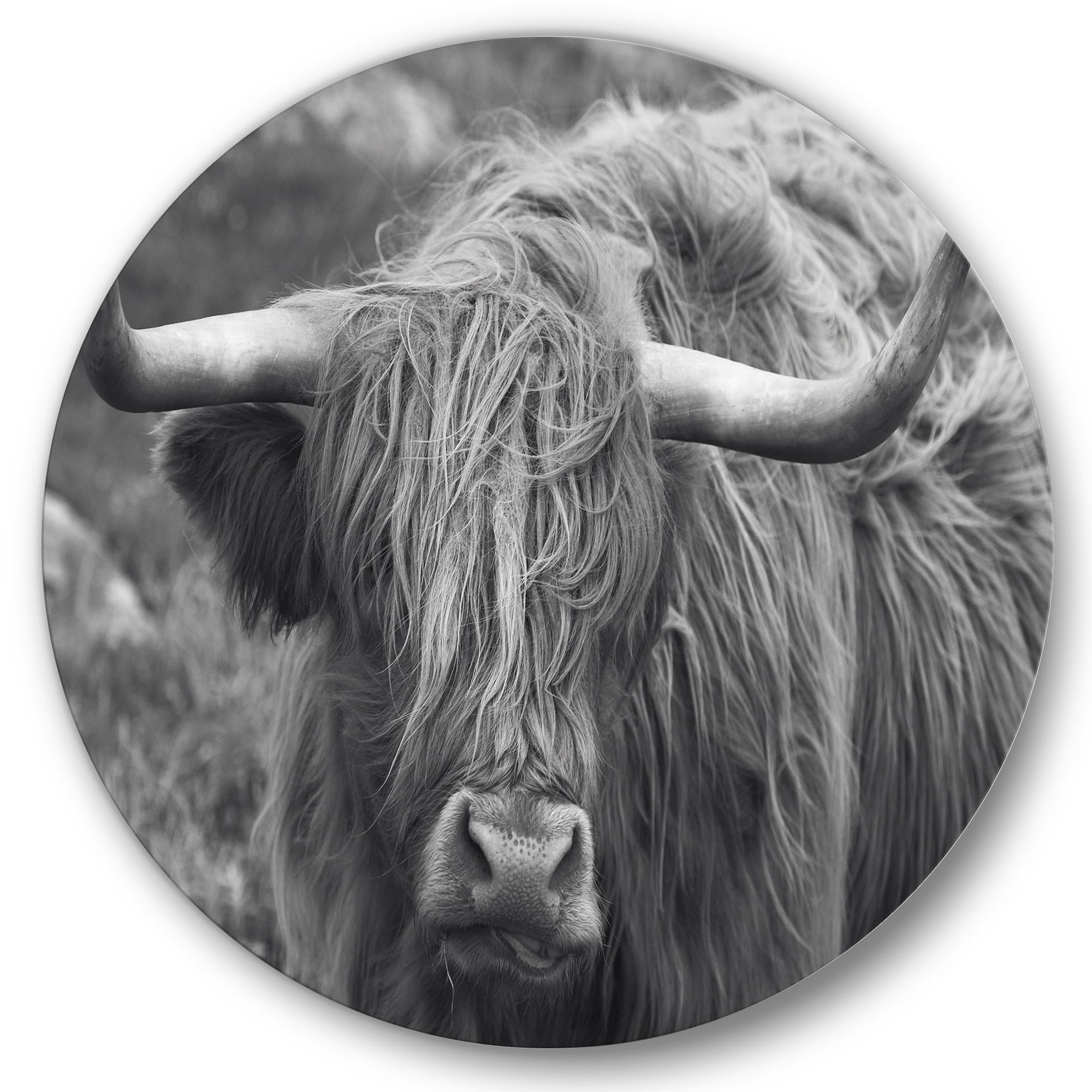 Designart 'Close Up Of Scottish Cow On Moorland I' Farmhouse Circle Metal Wall Art 36x36 - Disc of 36
