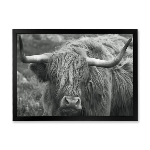 Designart 'Close Up Of Scottish Cow On Moorland I' Farmhouse Framed Art Print
