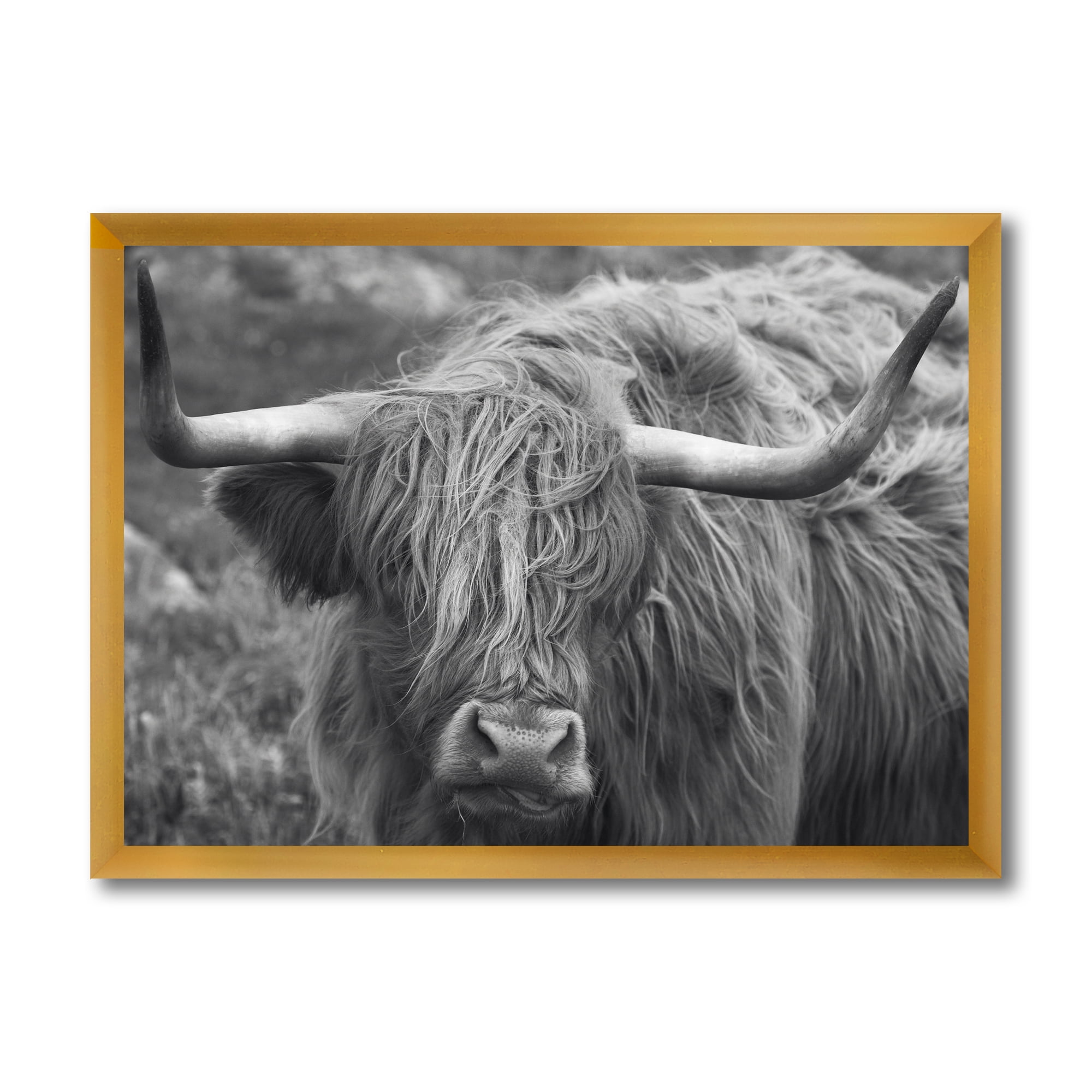 Designart 'Close Up Of Scottish Cow On Moorland I' Farmhouse Framed Art Print