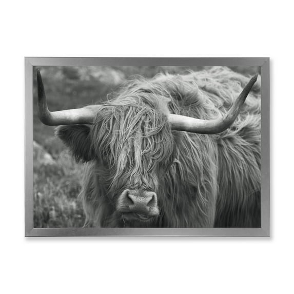 Designart 'Close Up Of Scottish Cow On Moorland I' Farmhouse Framed Art Print