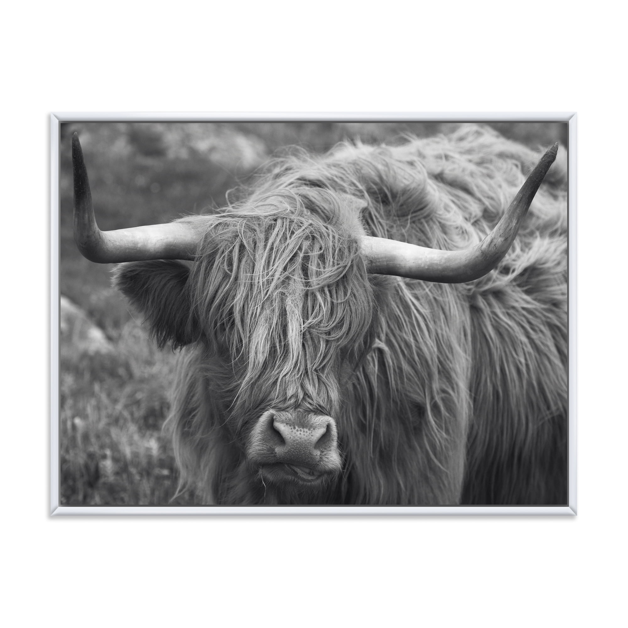 Designart 'Close Up Of Scottish Cow On Moorland I' Farmhouse Framed Canvas Wall Art Print