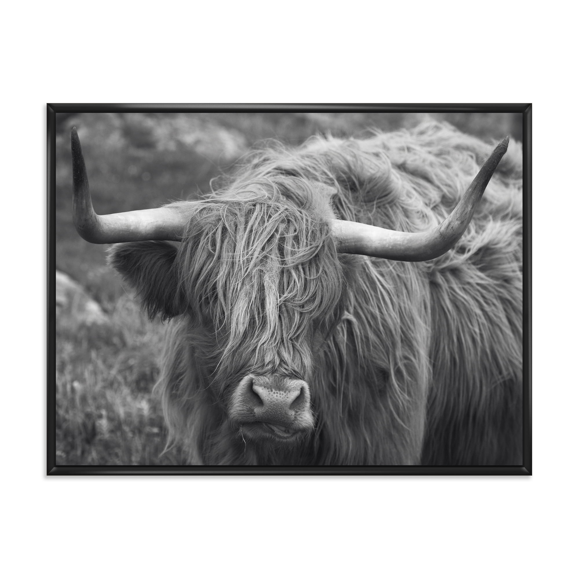 Designart 'Close Up Of Scottish Cow On Moorland I' Farmhouse Framed Canvas Wall Art Print