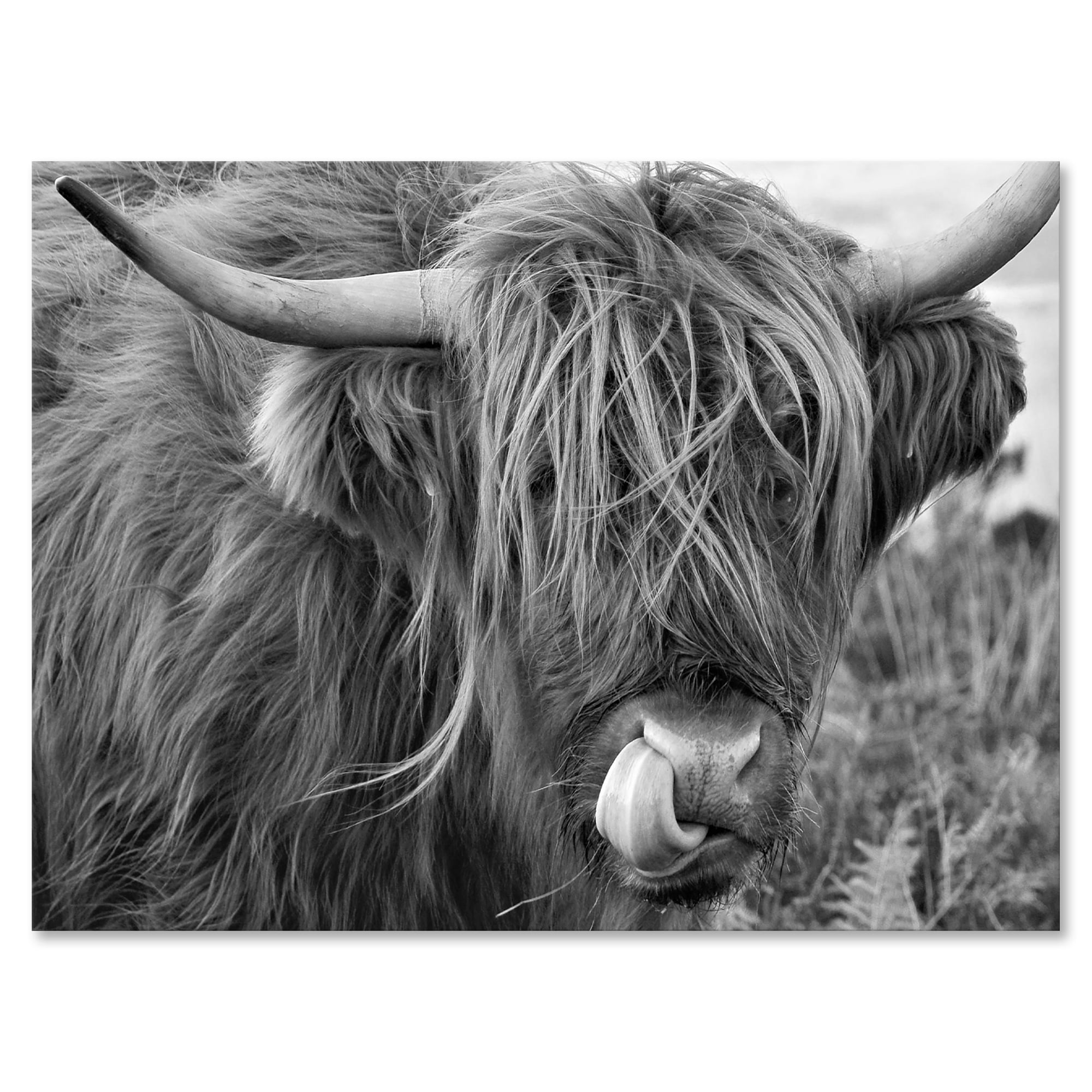 Designart ' Close Up Of Scottish Cow On Moorland II ' Farmhouse Canvas Wall Art Print