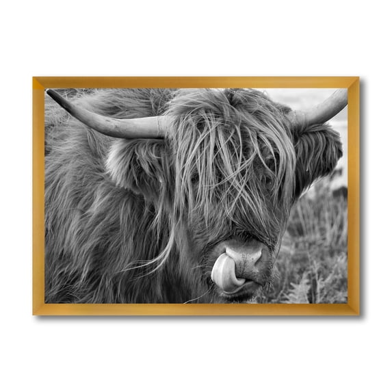 Designart 'Close Up Of Scottish Cow On Moorland II' Farmhouse Framed Art Print