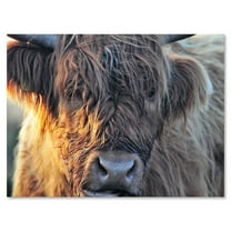 Designart ' Close Up Of Scottish Cow On Moorland III ' Farmhouse Canvas Wall Art Print