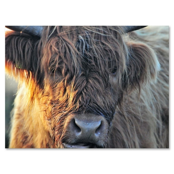 Designart ' Close Up Of Scottish Cow On Moorland III ' Farmhouse Canvas Wall Art Print