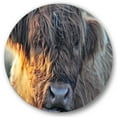 thumbnail image 1 of Designart 'Close Up Of Scottish Cow On Moorland III' Farmhouse Circle Metal Wall Art 23x23 - Disc of 23, 1 of 5