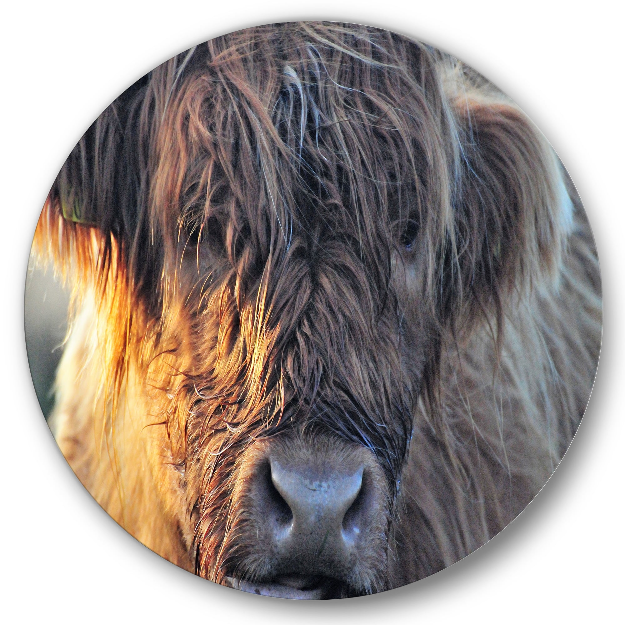 Designart 'Close Up Of Scottish Cow On Moorland III' Farmhouse Circle Metal Wall Art 29x29 - Disc of 29