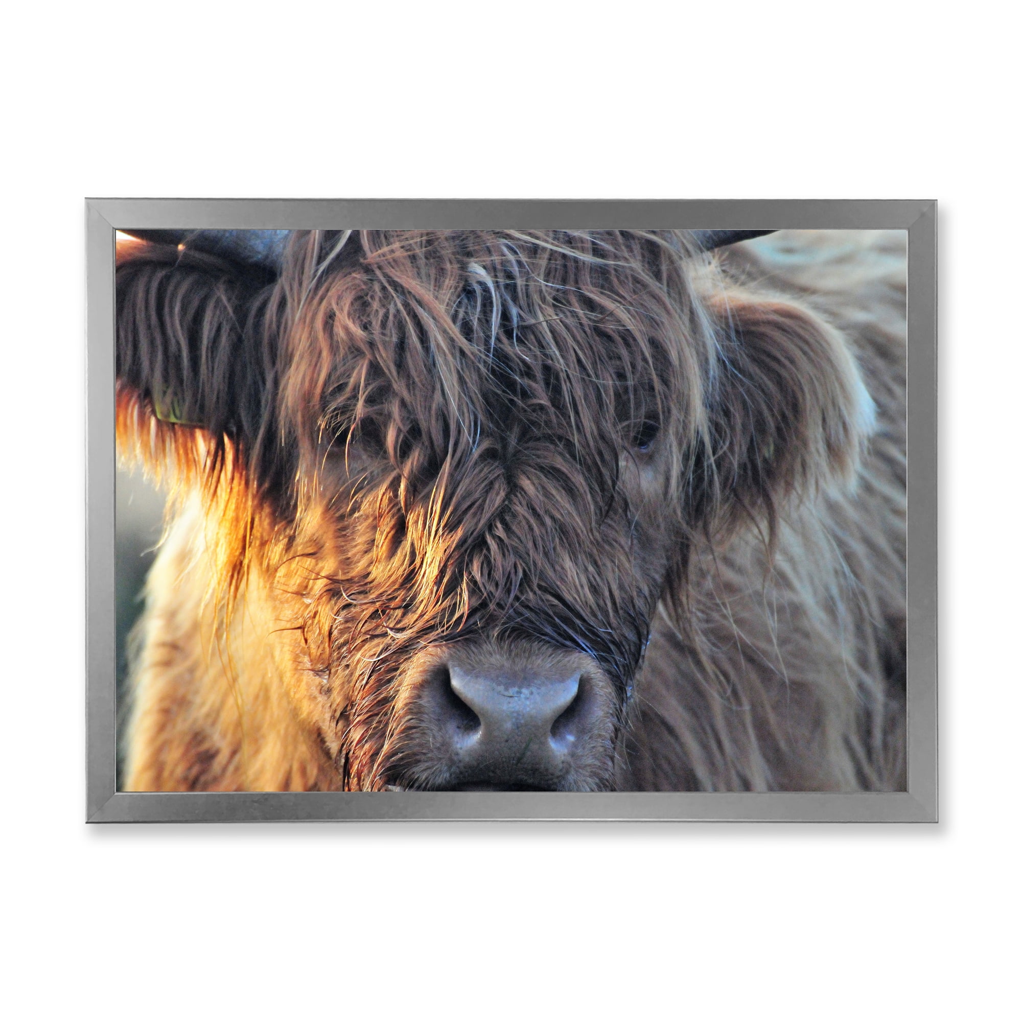 Designart 'Close Up Of Scottish Cow On Moorland III' Farmhouse Framed Art Print