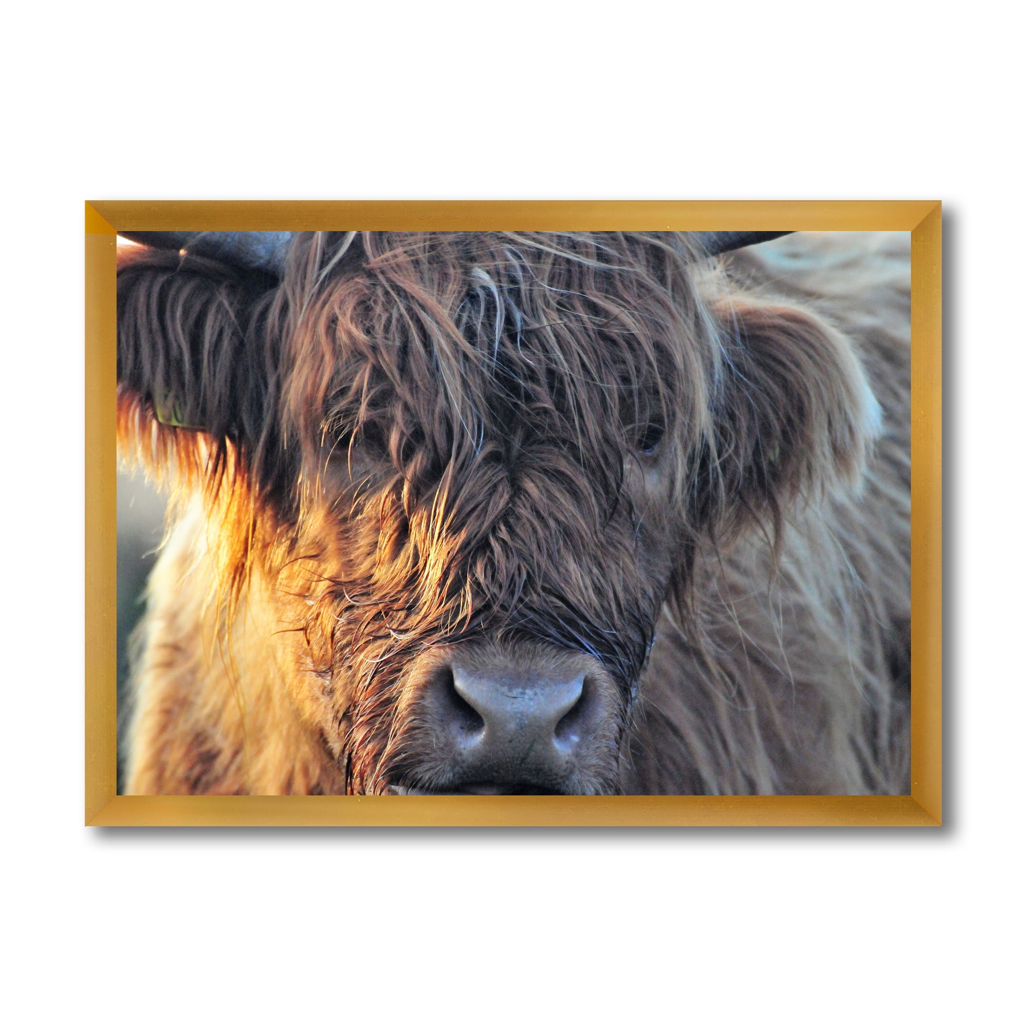 Designart 'Close Up Of Scottish Cow On Moorland III' Farmhouse Framed Art Print