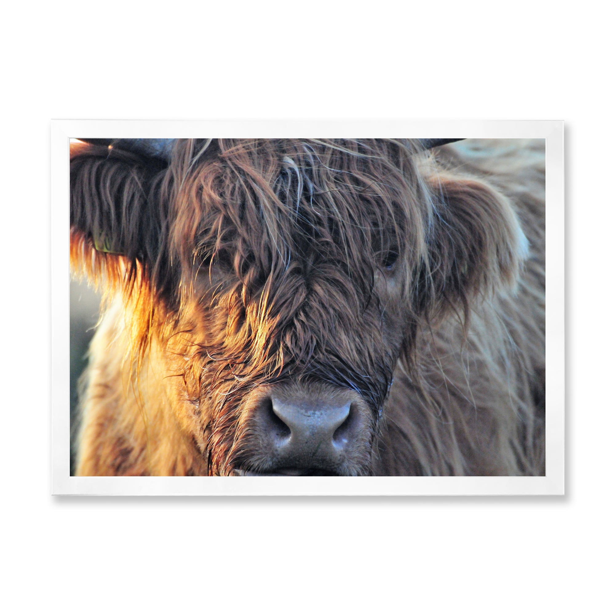 Designart 'Close Up Of Scottish Cow On Moorland III' Farmhouse Framed Art Print
