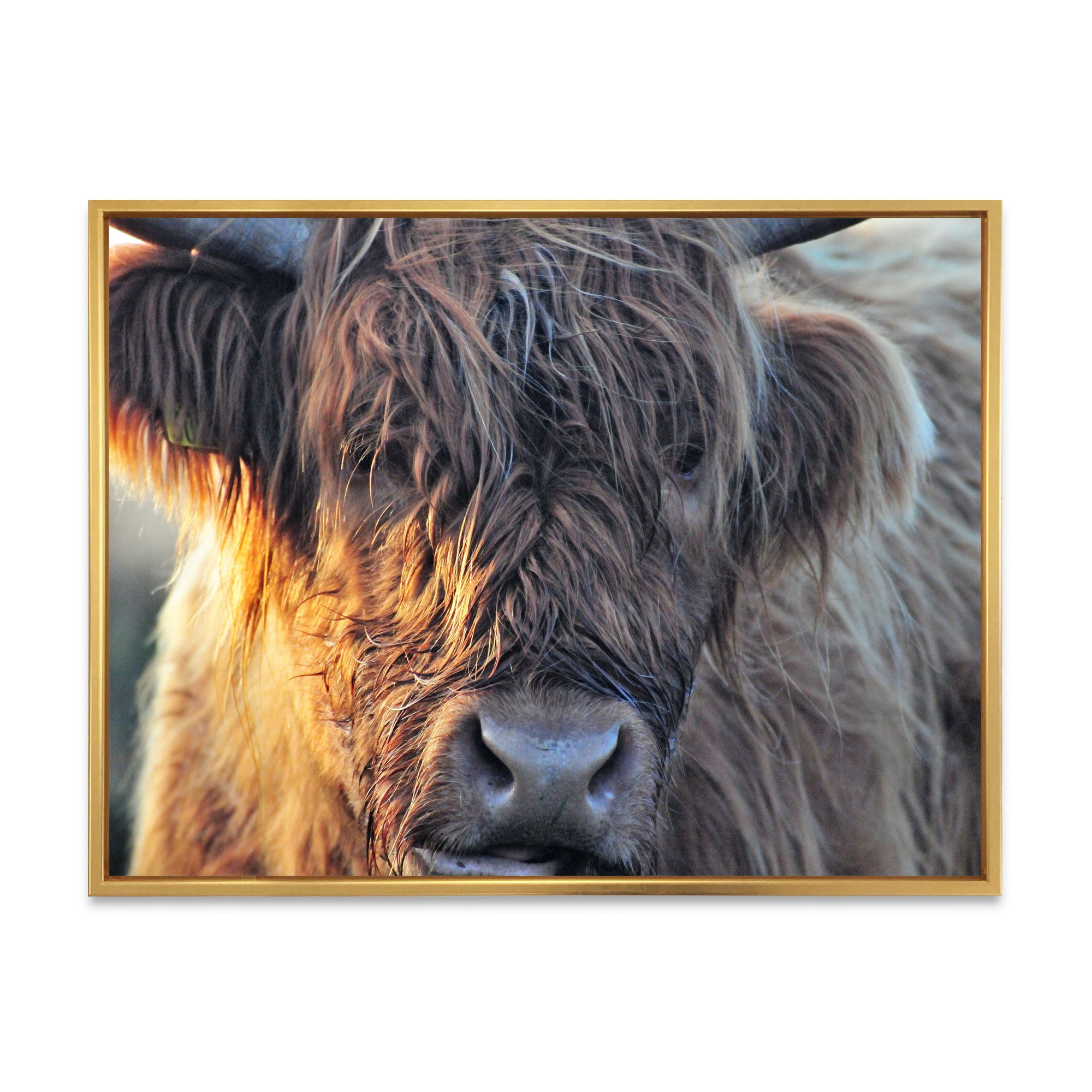 Designart 'Close Up Of Scottish Cow On Moorland III' Farmhouse Framed Canvas Wall Art Print