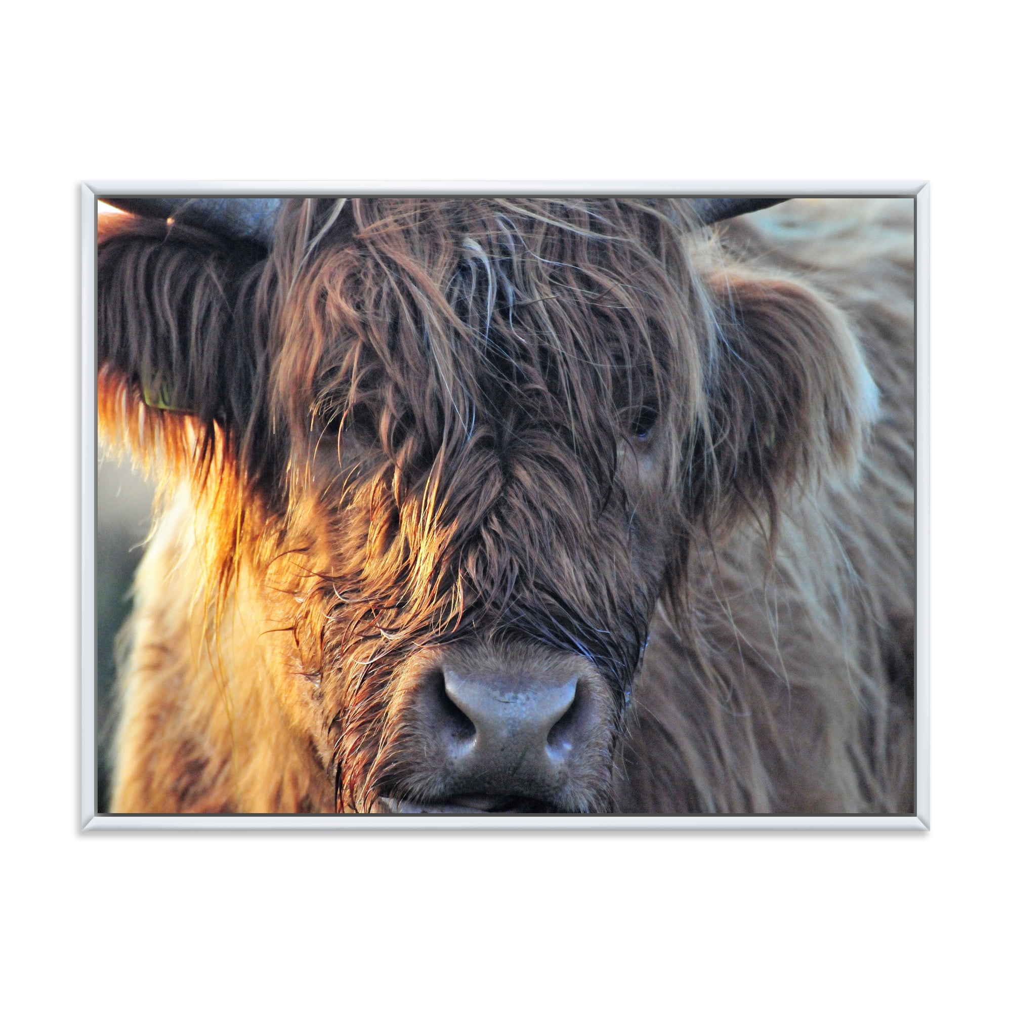 Designart 'Close Up Of Scottish Cow On Moorland III' Farmhouse Framed Canvas Wall Art Print