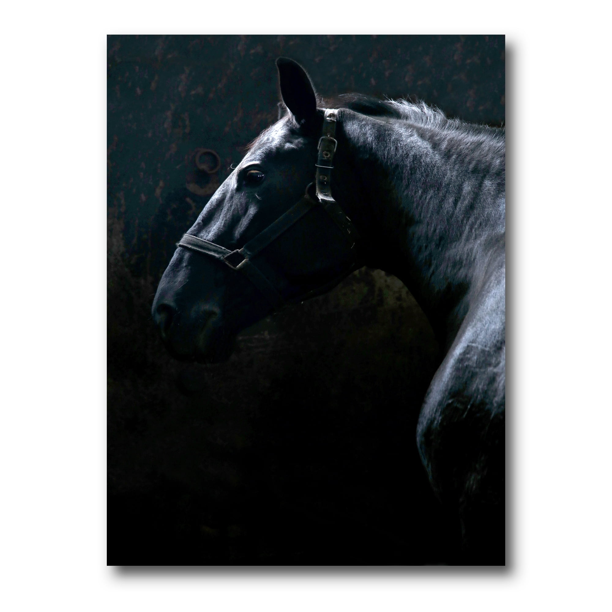 Designart ' Close Up Of Thoroughbred Nonius Stallion Horse II ' Farmhouse Canvas Wall Art Print