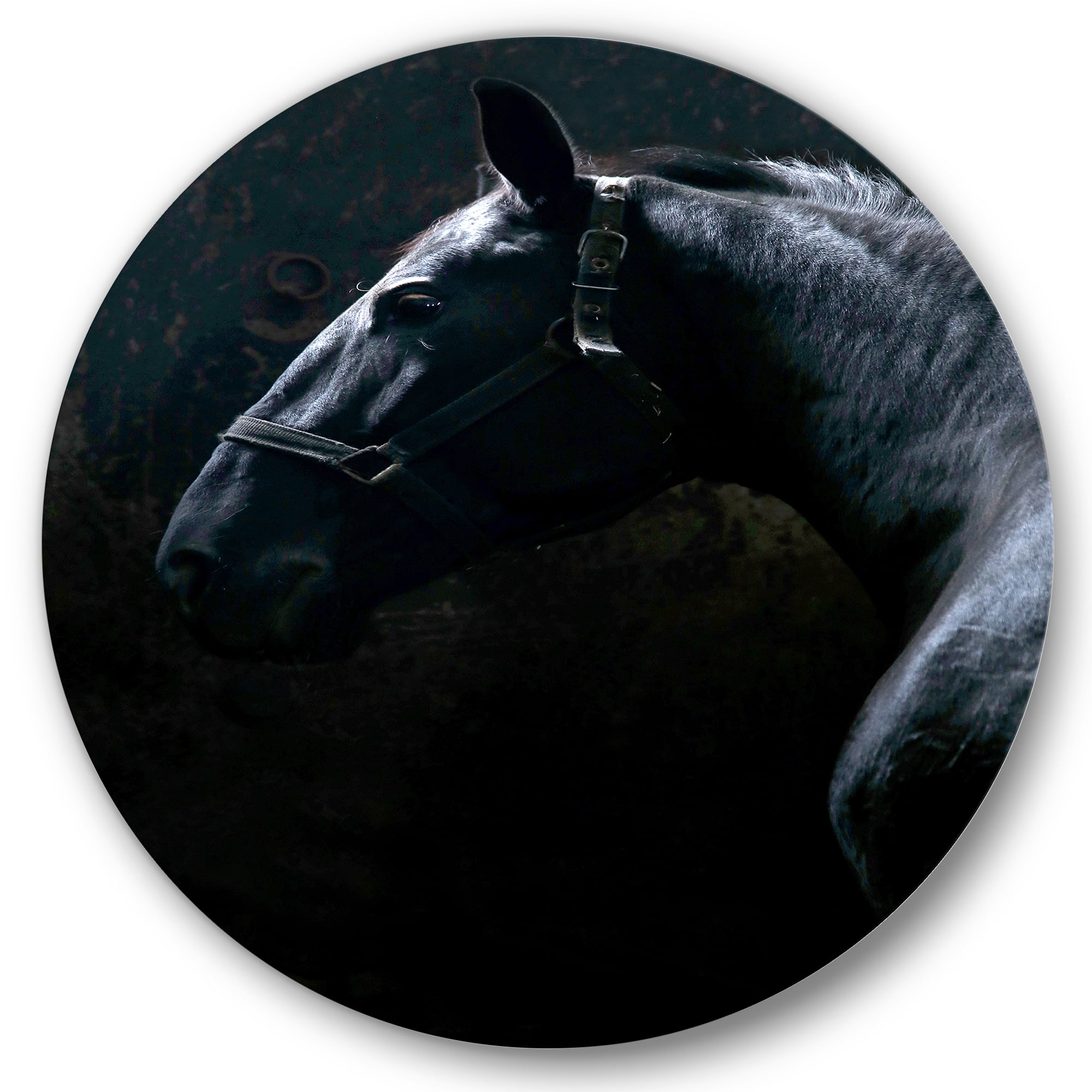 Designart 'Close Up Of Thoroughbred Nonius Stallion Horse II' Farmhouse Circle Metal Wall Art 23x23 - Disc of 23