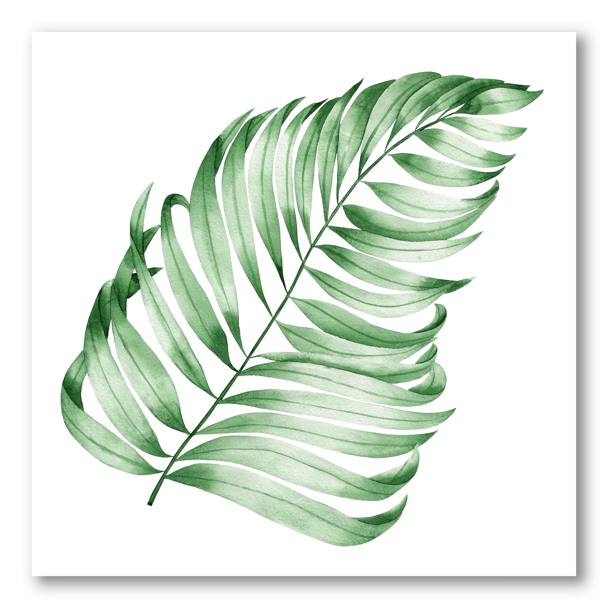 monstera green Monstera Deliciosa - Swiss Cheese Plant