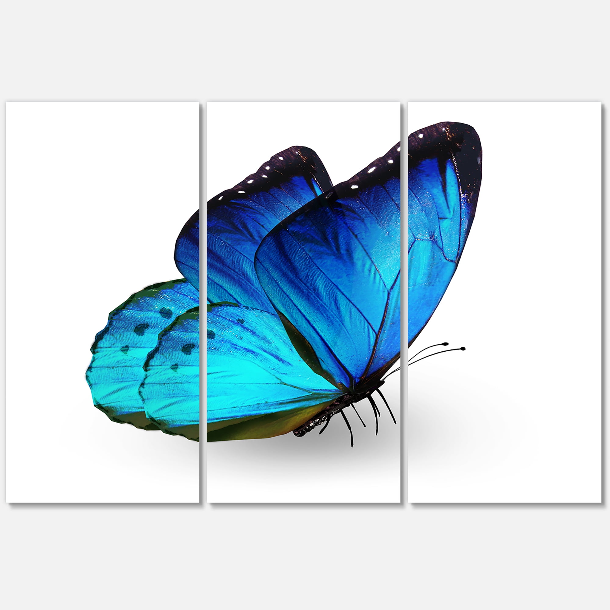 Designart ' Close Up Of Vibrant Blue Butterfly On White ' Modern Canvas Wall Art Print