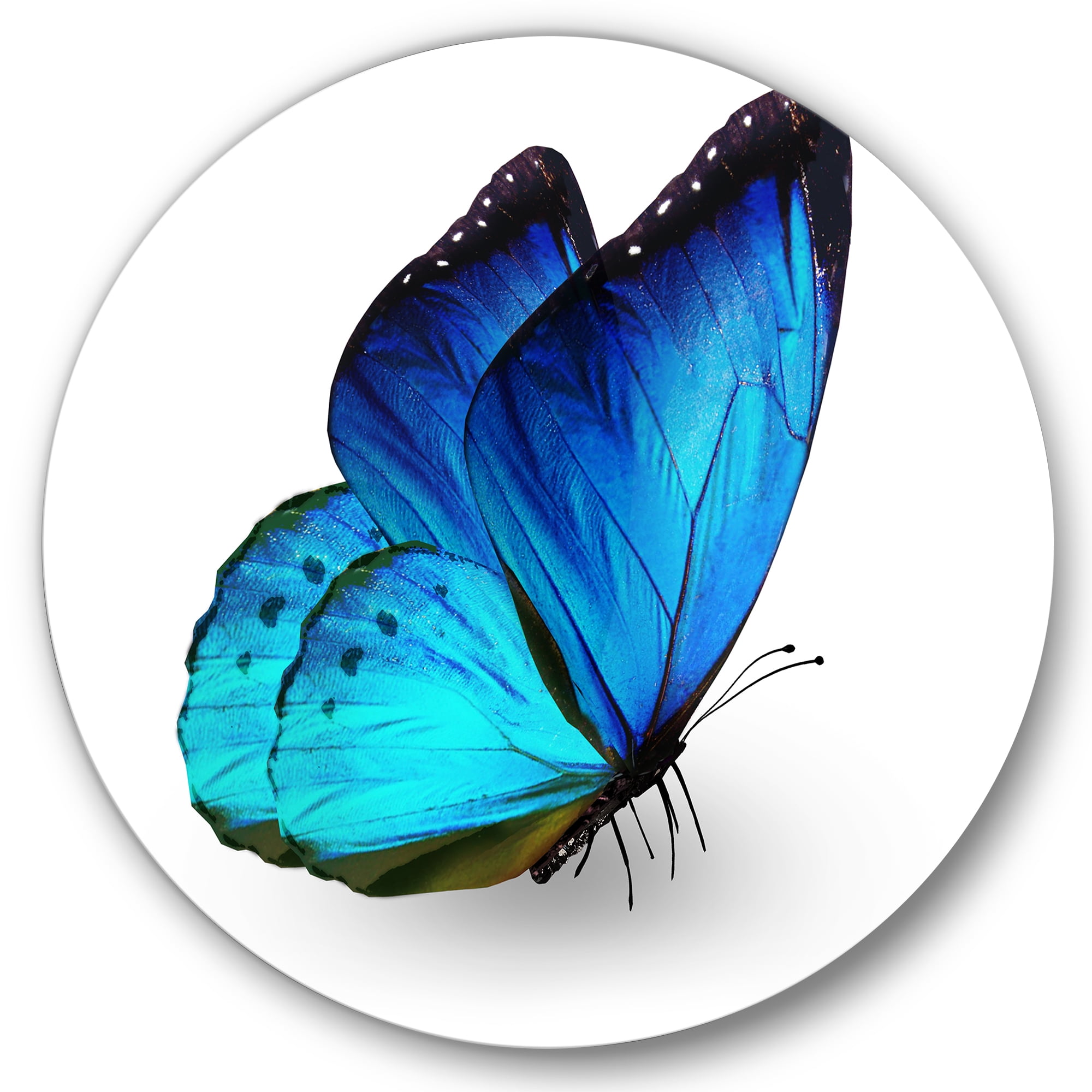 Designart 'Close Up Of Vibrant Blue Butterfly On White' Modern Circle Metal Wall Art 36x36 - Disc of 36