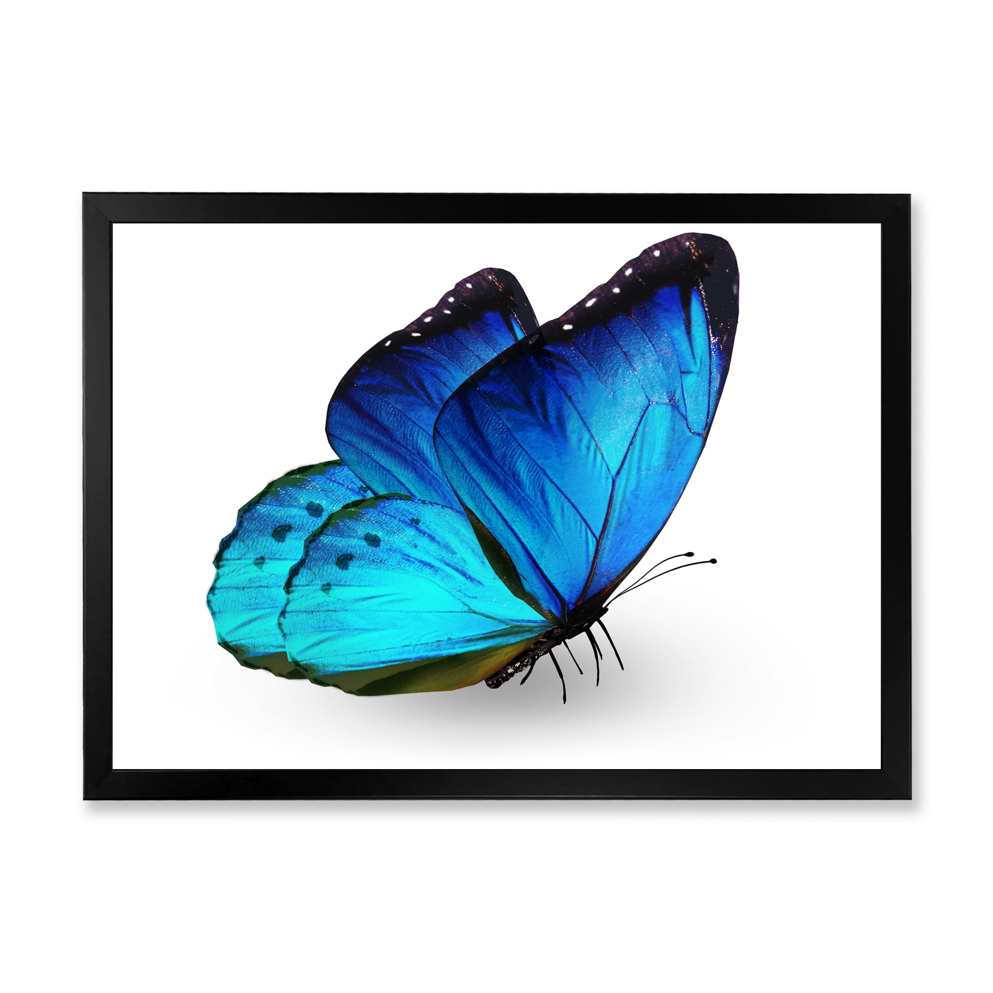 Designart 'Close Up Of Vibrant Blue Butterfly On White' Modern Framed Art Print