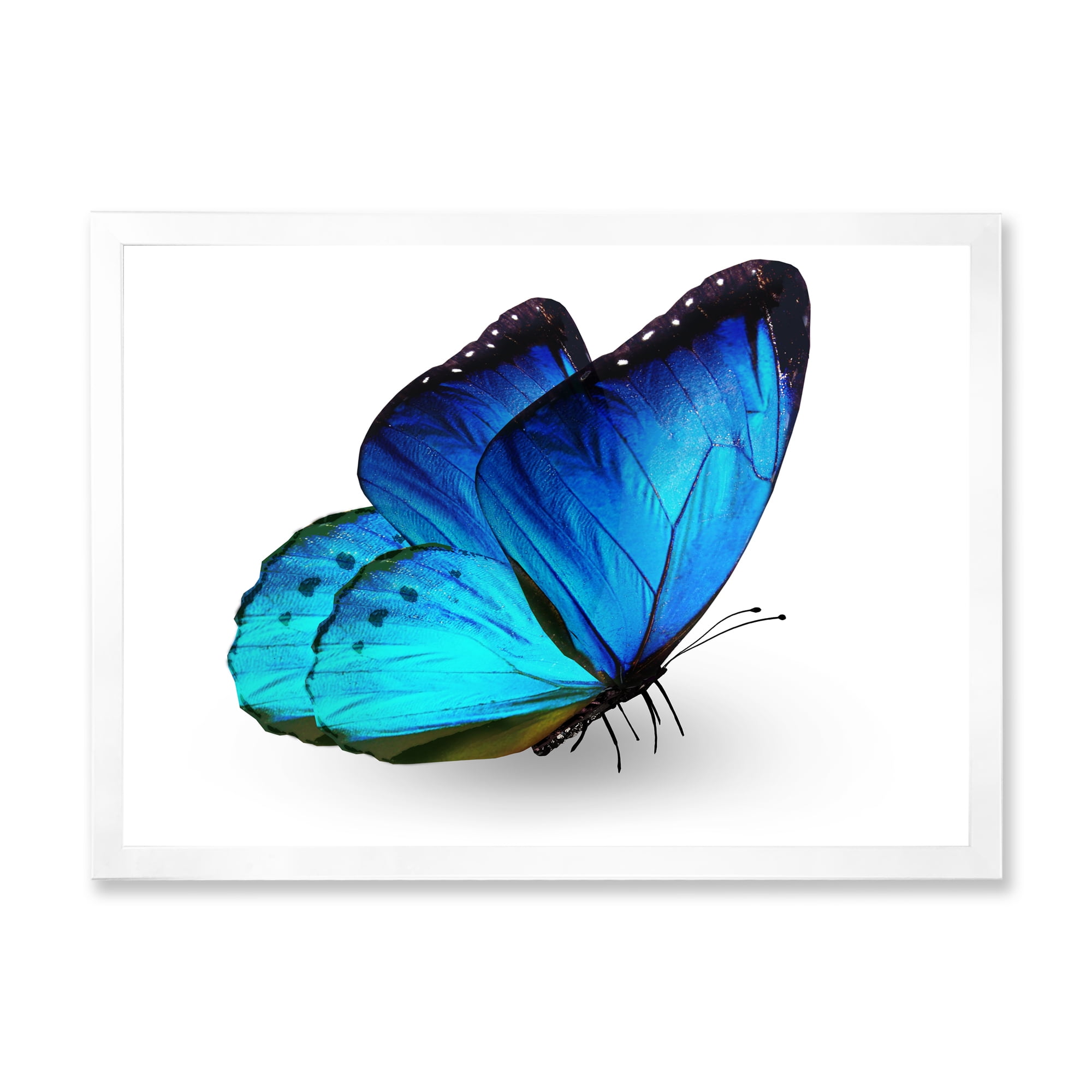 Designart 'Close Up Of Vibrant Blue Butterfly On White' Modern Framed Art Print
