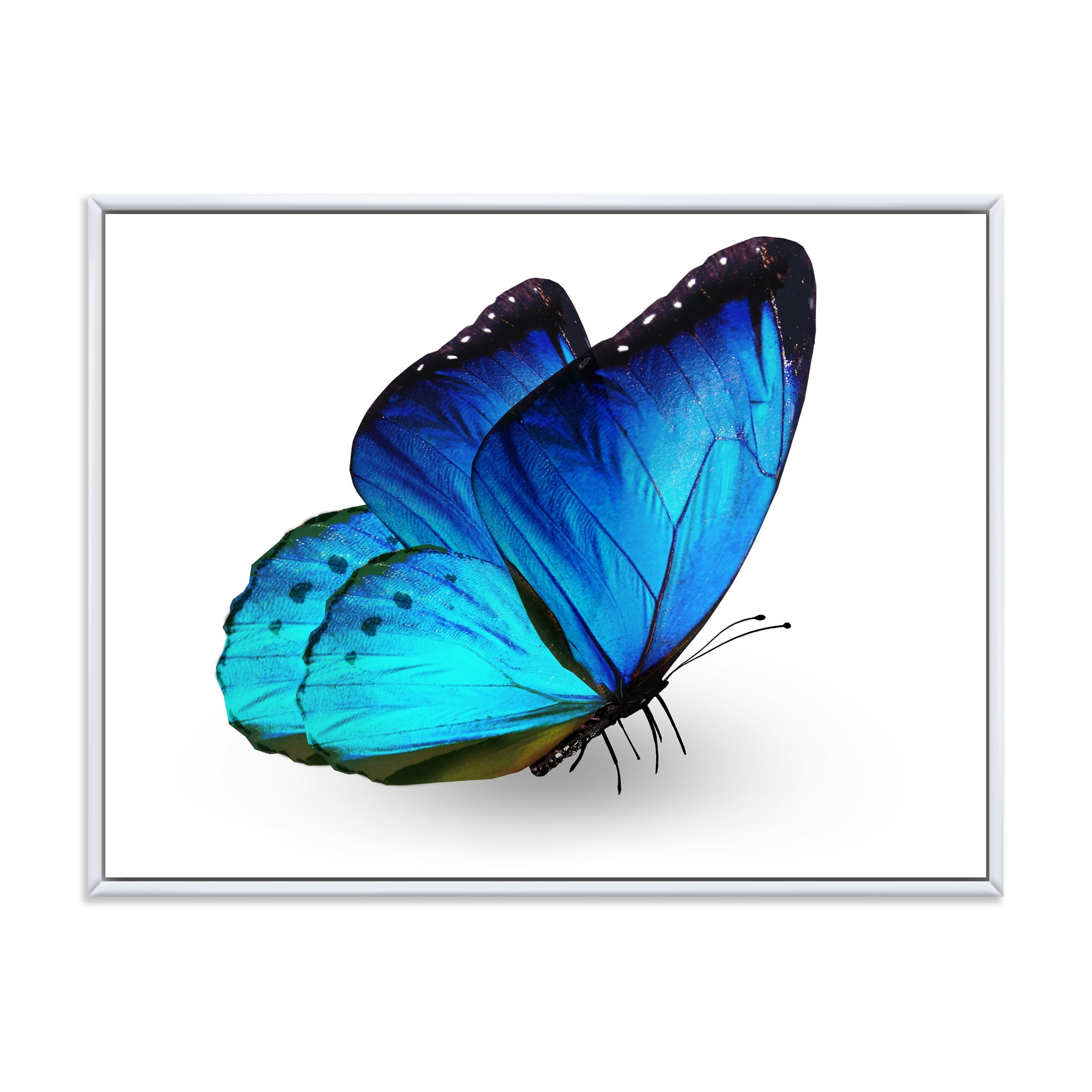 Designart 'Close Up Of Vibrant Blue Butterfly On White' Modern Framed Canvas Wall Art Print