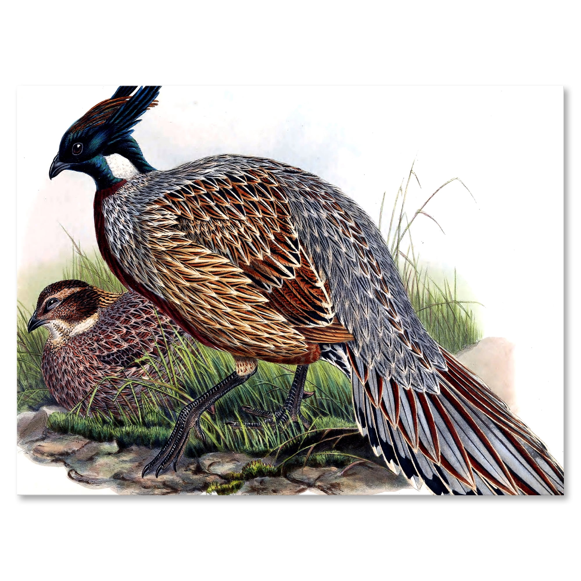 Designart ' Close Up Of Vintage Countryside Birds ' Farmhouse Canvas Wall Art Print