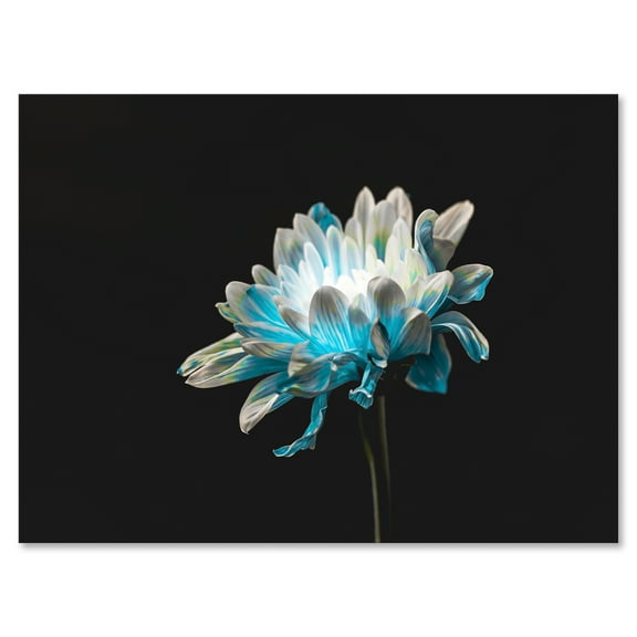 Designart ' Close Up Of White and Pure Blue Daisy Flower I ' Traditional Canvas Wall Art Print