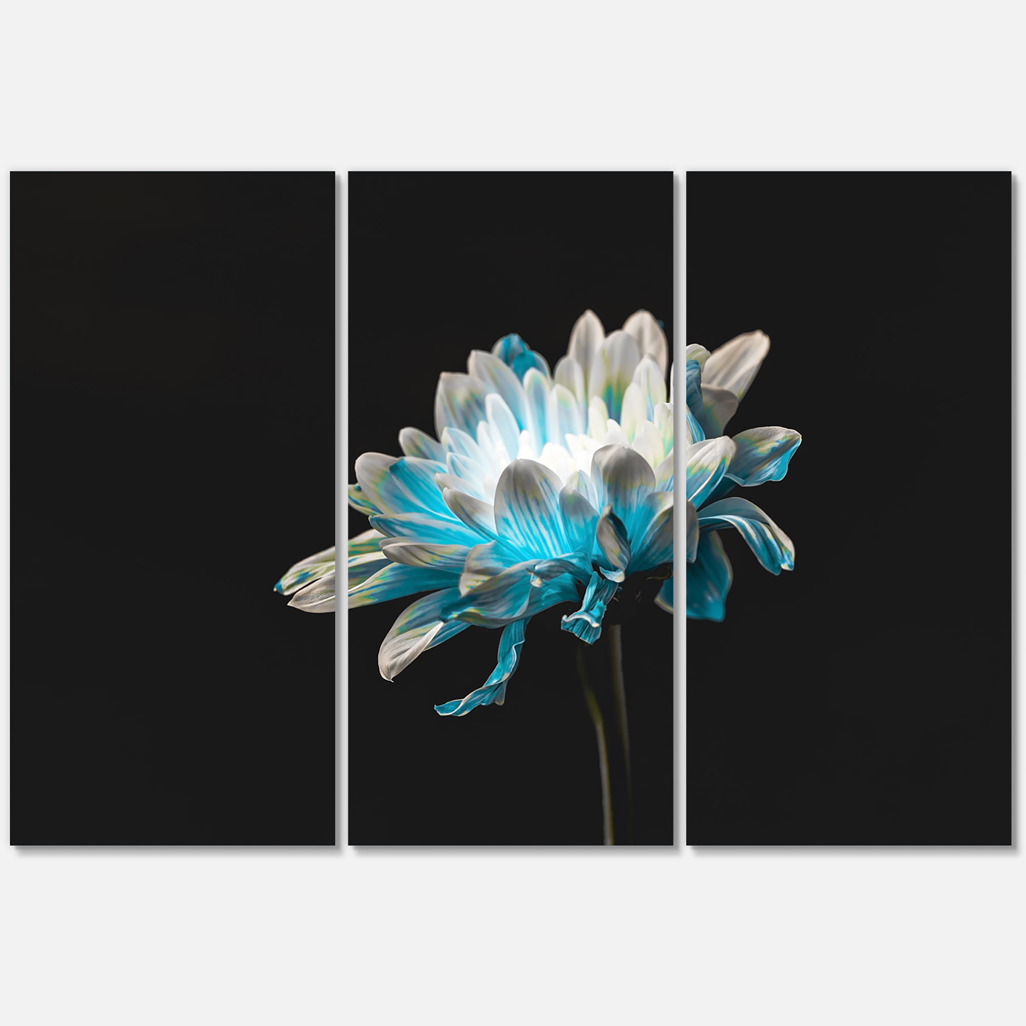 Designart ' Close Up Of White and Pure Blue Daisy Flower I ' Traditional Canvas Wall Art Print