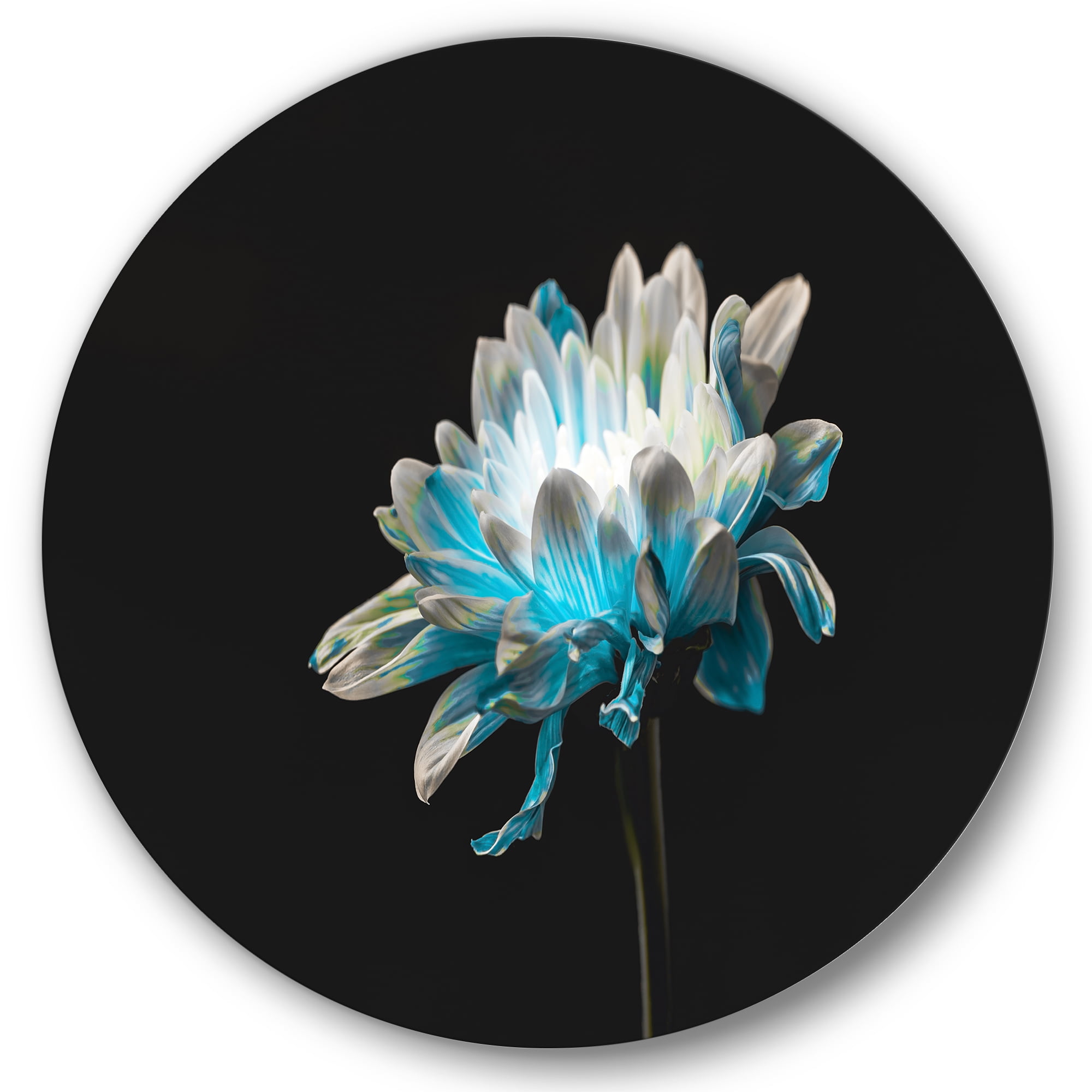 Designart 'Close Up Of White and Pure Blue Daisy Flower I' Traditional Circle Metal Wall Art 23x23 - Disc of 23