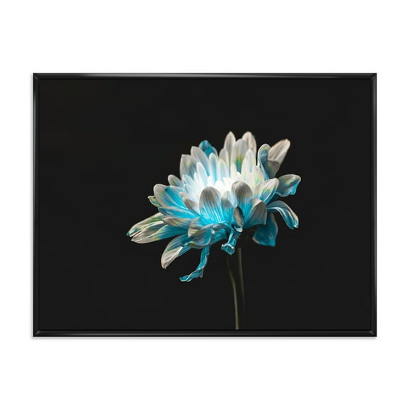 Designart 'Close Up Of White and Pure Blue Daisy Flower I' Traditional Framed Canvas Wall Art Print