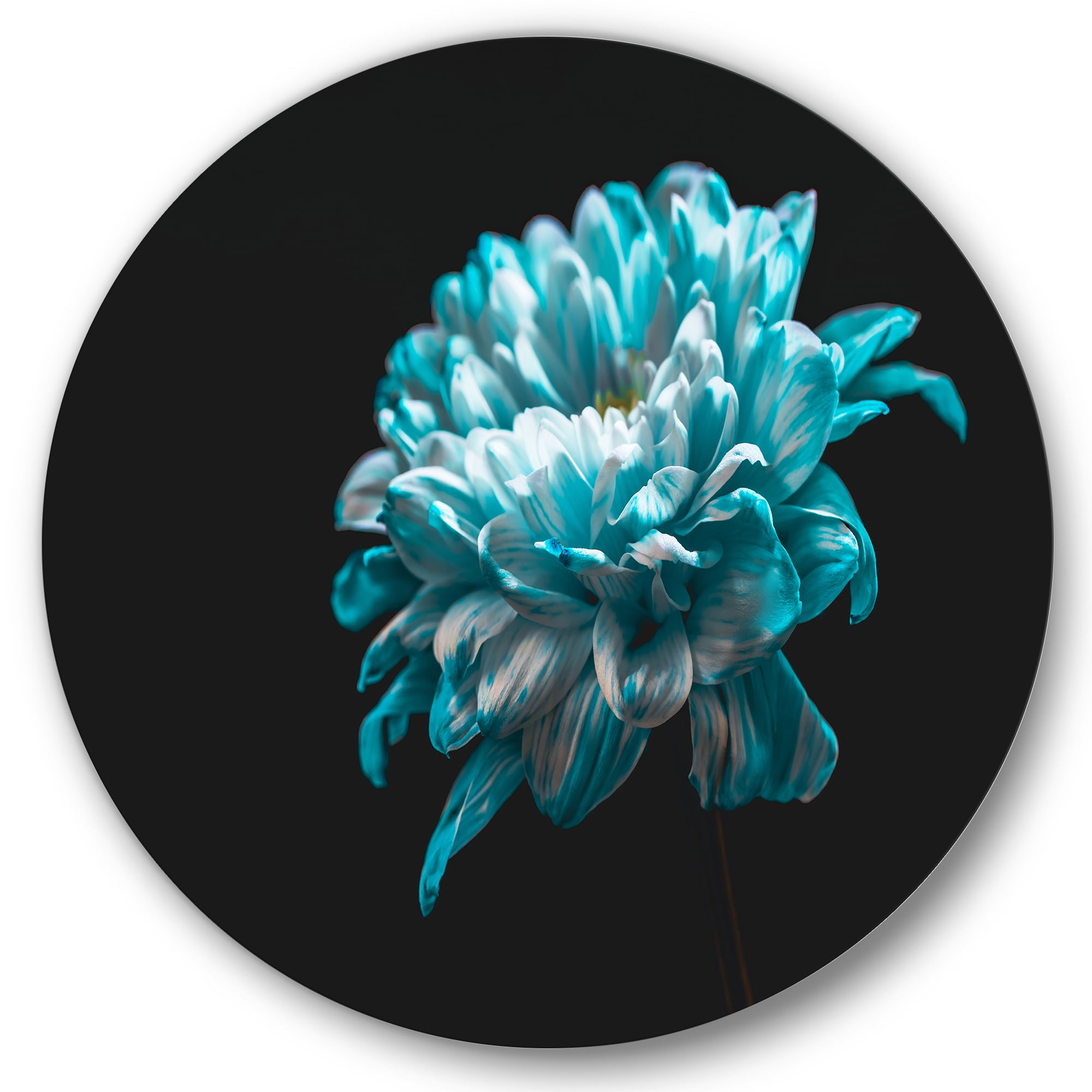 Designart 'Close Up Of White and Pure Blue Daisy Flower II' Traditional Circle Metal Wall Art 36x36 - Disc of 36