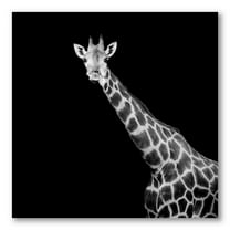 Designart ' Close Up Portrait Of A Giraffe On Black I ' Farmhouse Canvas Wall Art Print