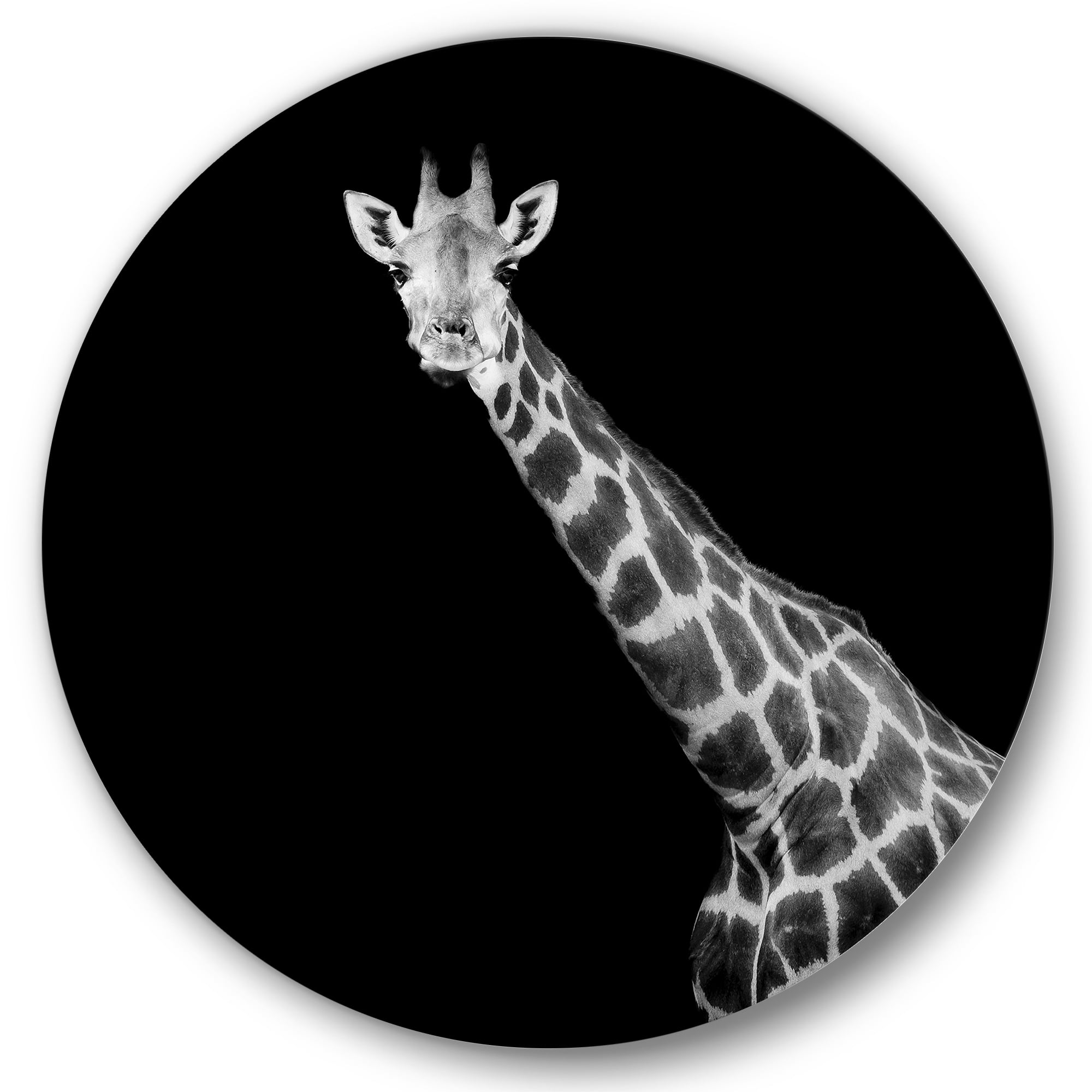 Designart 'Close Up Portrait Of A Giraffe On Black I' Farmhouse Circle Metal Wall Art 23x23 - Disc of 23