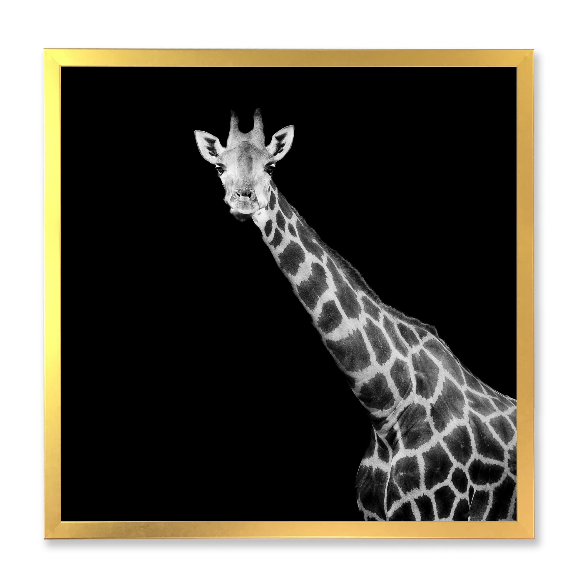 Designart 'Close Up Portrait Of A Giraffe On Black I' Farmhouse Framed Art Print