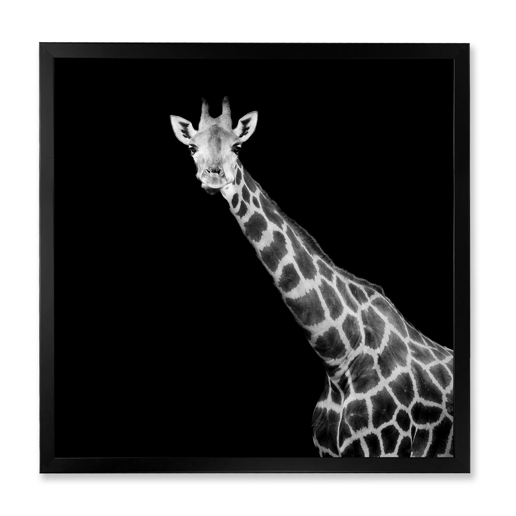Designart 'Close Up Portrait Of A Giraffe On Black I' Farmhouse Framed Art Print