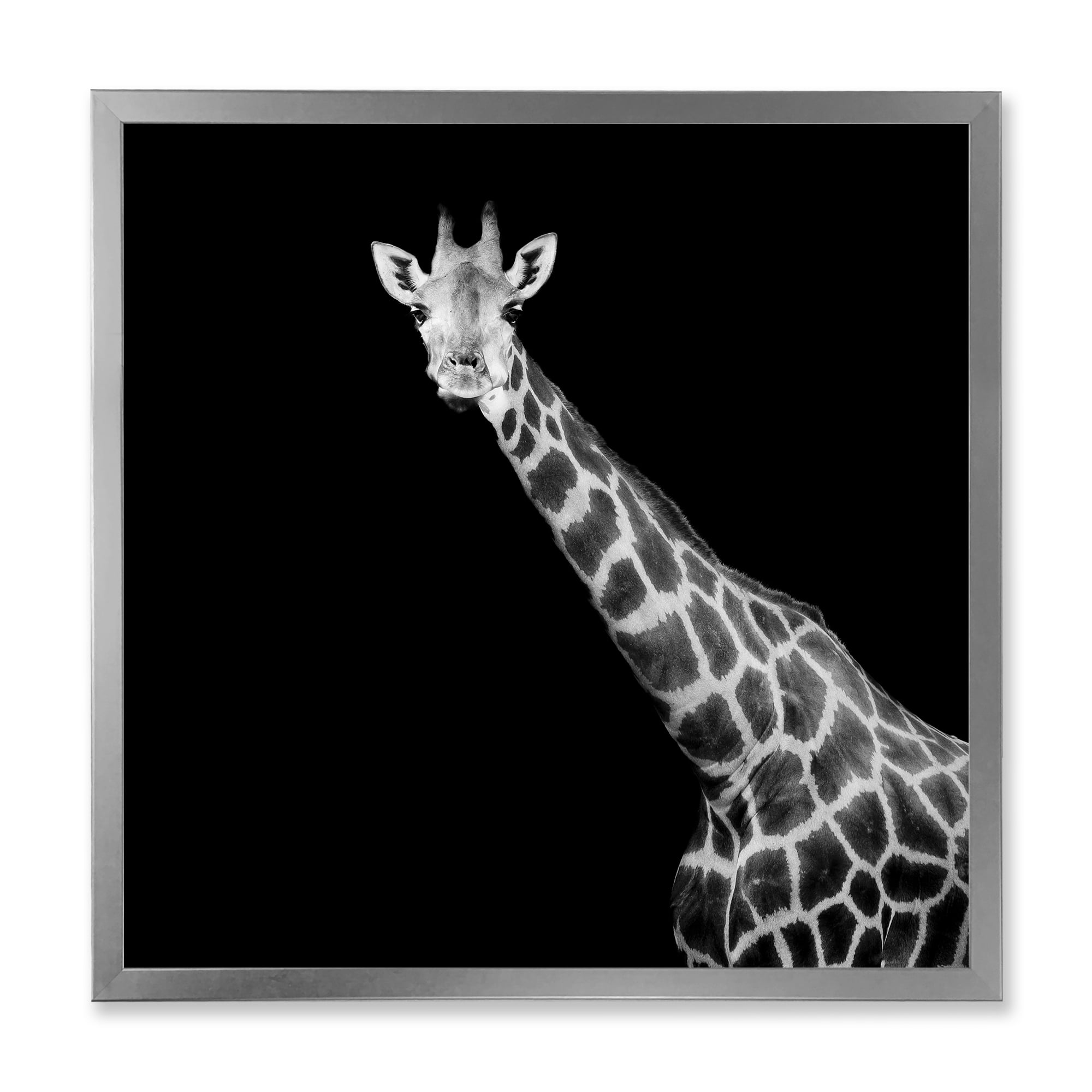 Designart 'Close Up Portrait Of A Giraffe On Black I' Farmhouse Framed Art Print