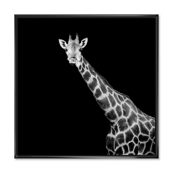 Designart 'Close Up Portrait Of A Giraffe On Black I' Farmhouse Framed Canvas Wall Art Print