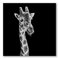 Designart ' Close Up Portrait Of A Giraffe On Black II ' Farmhouse Canvas Wall Art Print
